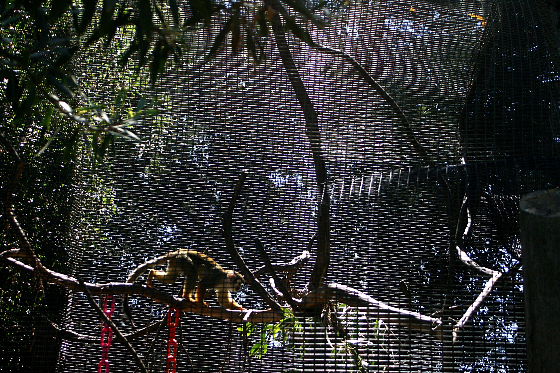 Close-up photograph of metal cage bars showing moire pattern interference creating wavy visual artifacts